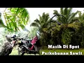 Download Lagu Nyanggong Tekukur Di Kebun Sawit Bareng PCP Predator Di Sore Hari
