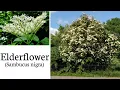 Download Lagu Elderflower identification (Sambucus nigra)