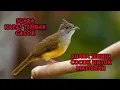 Download Lagu Suara Kapas Tembak Gacor - Audio Jernih Cocok Untuk Masteran