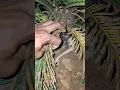 Download Lagu Anak ayam hutan #shortvideo