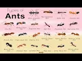 All types of ants A visual guide to ants diversity