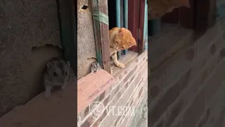 Cat Tries To Catch Mouse But What Happens Next 