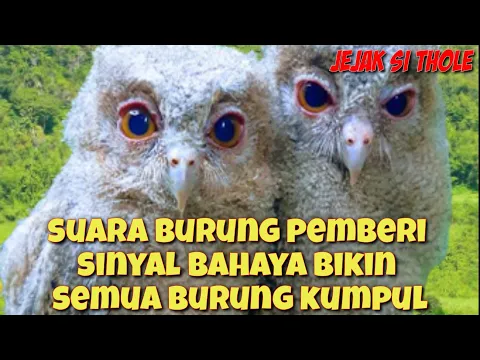 Download MP3 suara pikat burung kejepit dan ketakutan untuk mikat burung susah turun jejak si thole #part 050