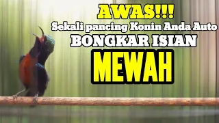 kolibri ninja gacor juara nasional full tembakan mewah ampuh buat masteran konin anda