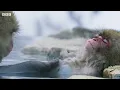 First Look: Frozen Planet II ft. Camila Cabello and Hans Zimmer | BBC Studios