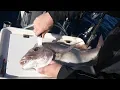 How to dispatch and bleed fish Ikijime Method
