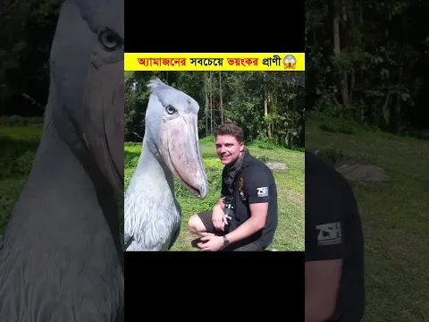 আমাজন জঙ্গলের বিপজ্জনক শিকারী 😱 যা দেখলে দৌড়ে পালান #shorts