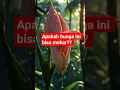 Download Lagu paakah bunga ini bisa mekar? #shorts #bunga