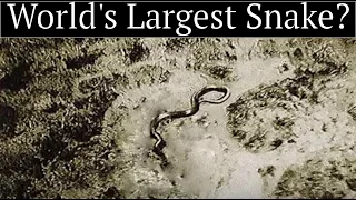 the full story of the giant congo snake photo