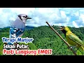 Download Lagu 99% Isian dan Tembakan ISTIMEWA, Bikin Cucak Ijo Makin GACOR!