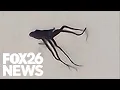 Creepy alien-looking object seen flying in Central California