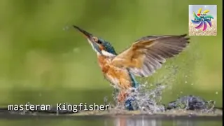 masteran tembakan tengkek udang bisa membuat murai batu anda juara