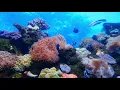 Fish free template Free stock 4K footage No copyright