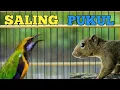 Download Lagu SALING PUKUL❗❗ MASTERAN CUCAK CUNGKOK ISIAN TUPAI KELAPA