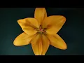 Roger Shah & Ambedo   Flowers (Sunlounger & Ambedo Translations Mix)