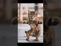 Download Lagu Kucing abu abu berjoget lucu 😄😄😄 #kucingberjoget #cat #kucinglucu #funnycats