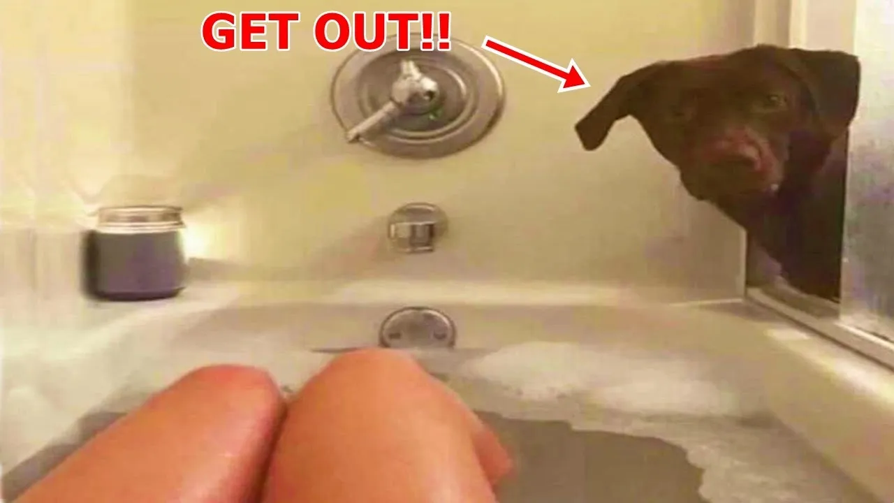 If you laugh 5 times, you restart the video