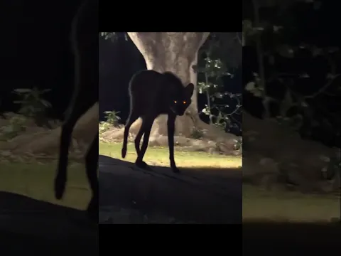 The Maned Wolf 🐺