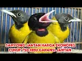 Download Lagu SAMYONG JANTAN HARGA EKONOMIS  CUKUP 750.RB GARANSI JANTAN 