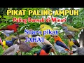 Download Lagu Suara pikat ampuh kombinasi burcil ribut cocok untuk burung susah kumpul