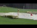 Pickles a water-loving adoptable dog at Big Dog Ranch Rescue