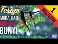 Terapi murai batu macet bunyi 2020