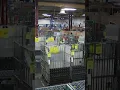 Behind the scenes of USPS processing packages during Christmas