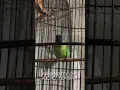 Download Lagu Paling Disukai‼️Masteran Burung Cucak Kinoi Full Isian Siri Siri Kecil #shorts