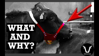 taking cattle breeding to the next level technical 62 teaser bulls
