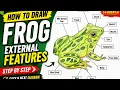 How to Draw Frog Diagram External Features of Frog