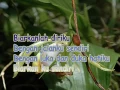 Download Lagu KUNCUP HATI LAYU PASTI-DIAN PISESHA (original song)