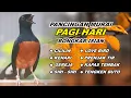 Download Lagu Pancingan Murai Batu Malam hari Full Isian Tembakan Kasar bikin Murai Macet Langsung Nyaut