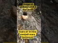 Download Lagu Sungai di perkebunan kelapa sawit pun jernih.|| suara sungai ini bisa buat suara Backsound