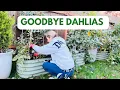 Lagu Trying to overwinter Dahlia Tubers in Raised Beds in zone 8b | end of dahila season 