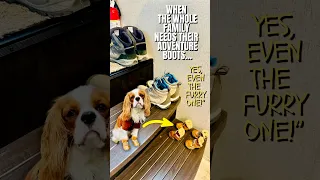 Size doesn’t matter when it comes to adventure… just ask the furriest member of the crew #viralvideo