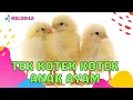 Download Lagu 🔴 LAGU TEK KOTEK KOTEK ANAK AYAM | LAGU ANAK DANGDUT