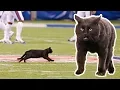 Cat on the Field Scores 50-Yd TD Run