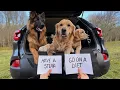 Download Lagu Letting My 3 Dogs Decide Their Day