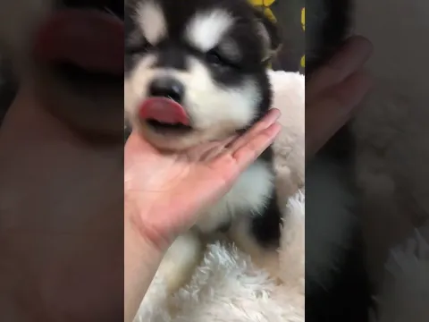 puppy crying 😢 #funny #dogtalk #petsempire #dogcommunication #pets #barkingbliss