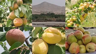 بلوچستان کے سنگلاخ پہاڑوں میں خوبانی کی خوبصورت باغات باغبان محکمہ زراعت سے نالاں دندنها