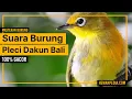 Download Lagu Suara Gacor Burung Pleci Dakun Bali ! 100% Mancing !