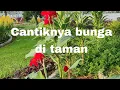 Download Lagu Bunga sedang mekar di taman