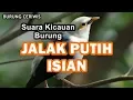 Download Lagu Suara Kicauan Burung Jalak Putih, Jalak Bodas Full Isian Mantap Buat Masterean
