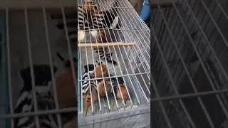 طائر الهدهد سوق الغزل يوم الجمعه ٢٠٢٢ ٣ ٤ 