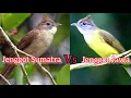 Download Lagu Cucak Jenggot Sumatra Vs Cucak Jenggot Jawa