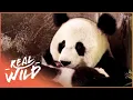 Saving The Endangered Giant Panda Panda Nursery Real Wild