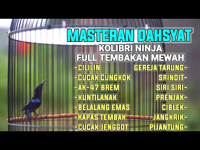 Download MP3 MASTERAN DAHSYAT KOLIBRI NINJA TERBAIK FULL MATERI TEMBAKAN  COCOK BUAT PANCINGAN AGAR CEPAT GACOR