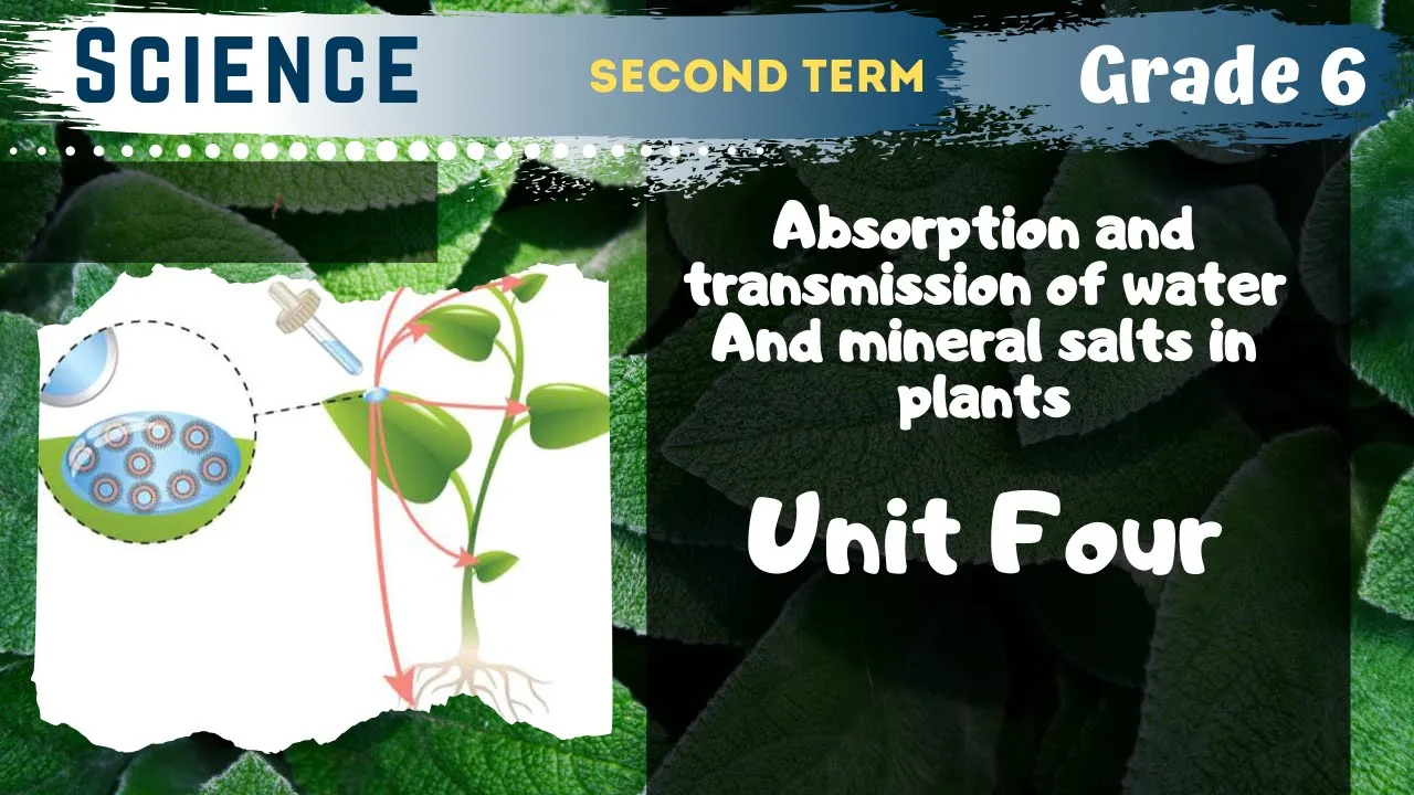 Science | Grade 6 | Unit 4  - Absorption and transmission of water And mineral salts in plants