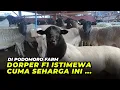 Download Lagu Harga Domba Dorper F1 Cuma 3 Jutaan | @AGROTV9