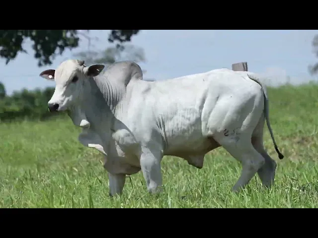 Touro Nelore ROZZ - 2322